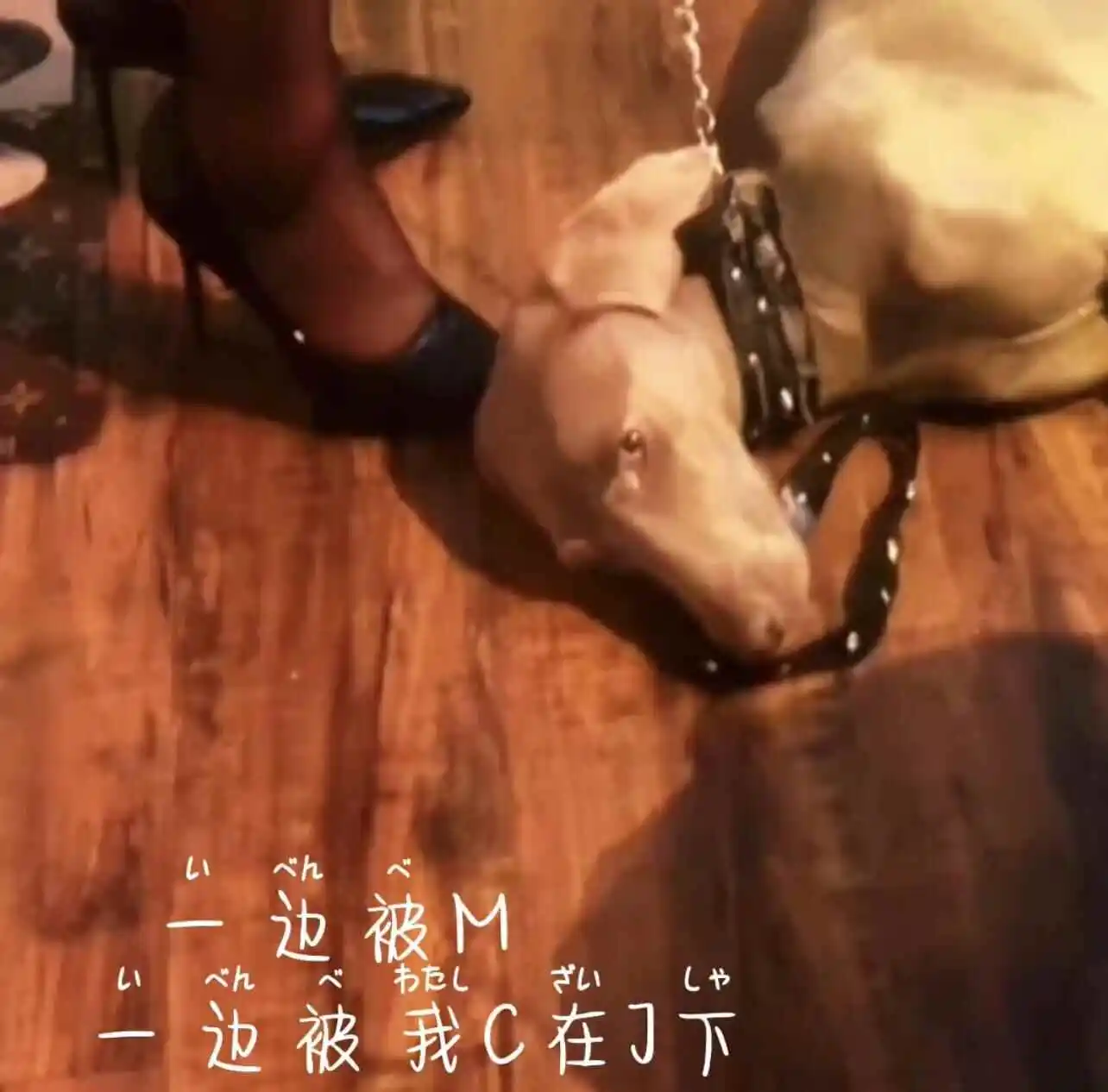 西檬之家-字母圈新人如何入圈？从术语到安全的权威指南