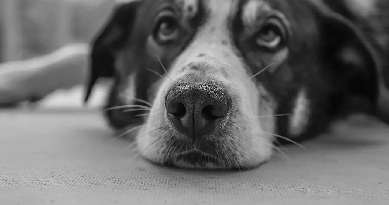 【西檬之家】K9是什么？字母圈新人必懂的犬系扮演指南